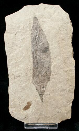 Unidentified Fossil Leaf - Green River Formation #16831